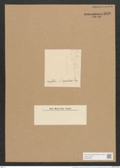 Nitzschia amphibia var. australis Grun. (de-Toni-Nr.: Genus 47, Species 2132) Zeichnungen Sammlung Grunow Nr. 4290 (NHMW-BOT-W0372298)